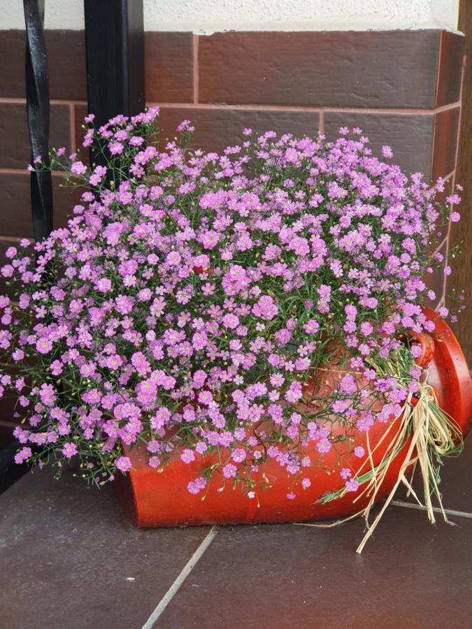 Smiley Flowers Sibiu Exteriér fotografie